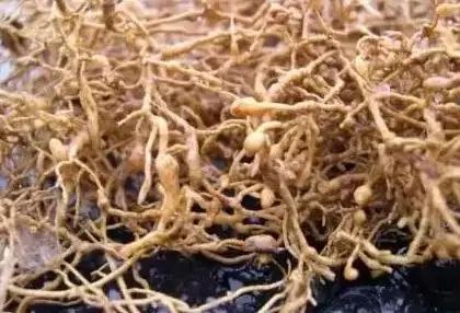 柑橘12月有什么病害虫害,柑橘全年病害虫害最新防治方法