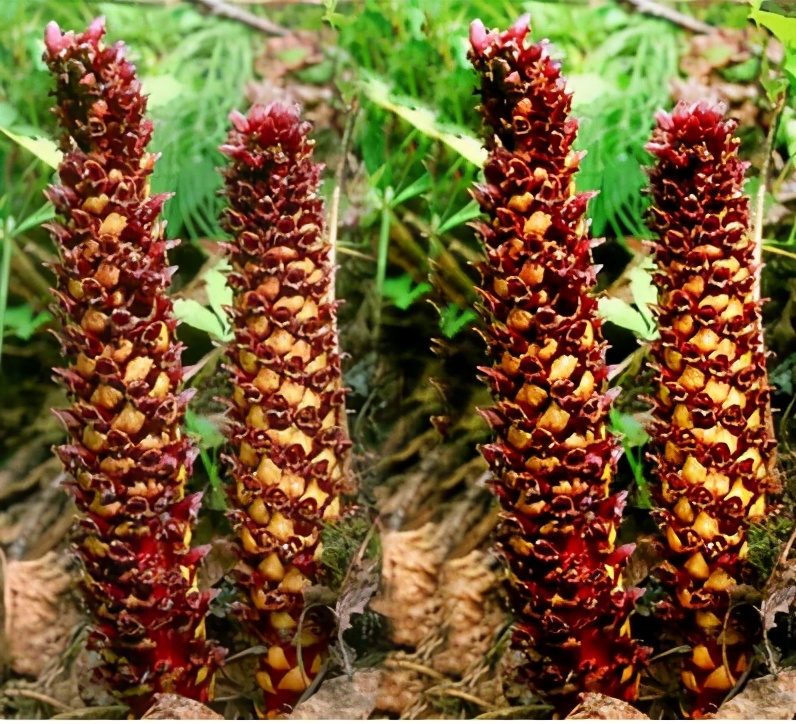 野生苁蓉值钱吗,野生锁阳价格下滑