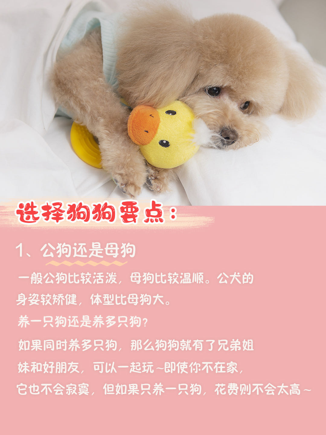 新手养狗狗狗的护食行为怎么纠正,第一次养狗狗哪种狗狗适合新手养