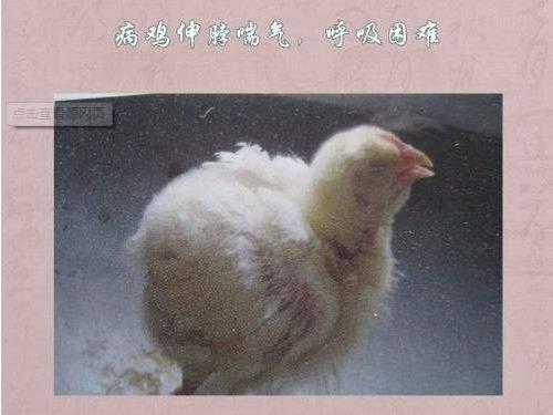 流泪后眼睛肿了怎么快速消肿,肿脸肿眼泡怎么办