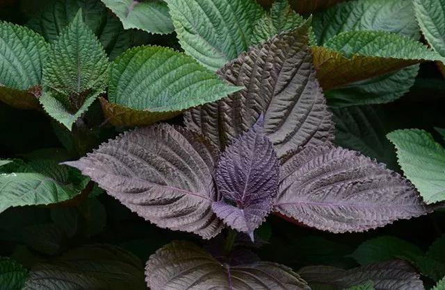 堪比大牌的平价乳霜,日本平价保湿面霜推荐