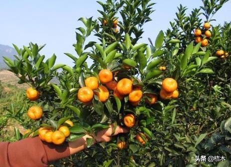 太空舱砂糖橘为何会成为杀人橘,今年的沙糖桔为什么叫杀人橘