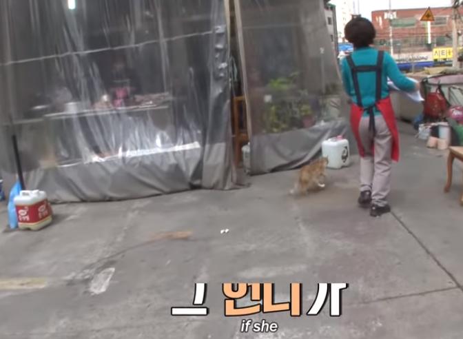 猫冷血无情是真的吗,猫的性格有多残忍