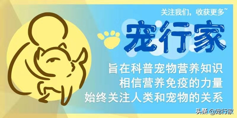 狗被蜜蜂蜇伤怎么办,狗狗被蜜蜂蛰了肿了不精神怎么办