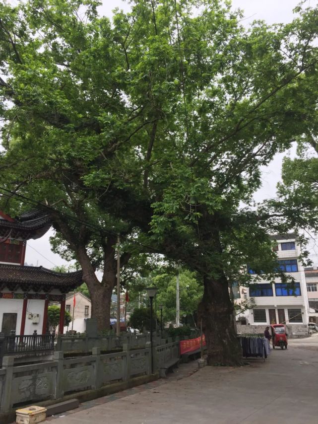 温州乐清900多岁的“树王”，长这样