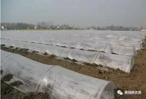 黄瓜秧黄叶死秧怎么回事,青瓜萎蔫怎么办