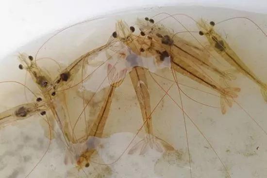 对虾养殖需要过滤吗,对虾养殖需要曝气增氧吗