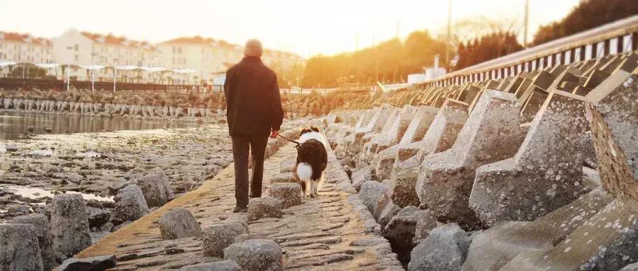 养狗预防老年抑郁症,养狗治抑郁症最好的药方