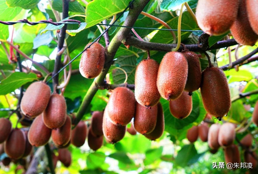 靠一根扁担起家，小摊贩成西南水果大王！年入18亿，打入17城市