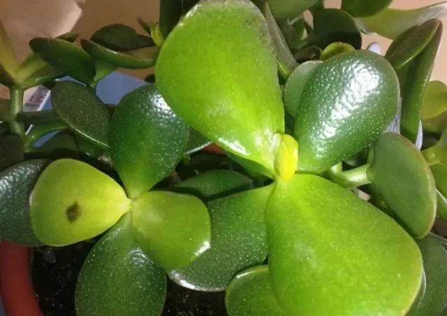 玉树有点枯萎怎么救,玉树叶子又蔫又软怎么办啊