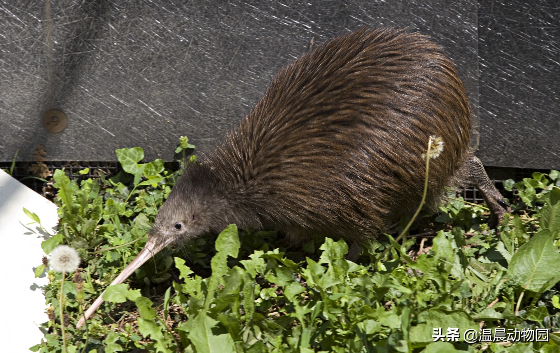 新西兰的国鸟是哪种奇特无比的鸟,为什么新西兰把几维鸟作为国鸟