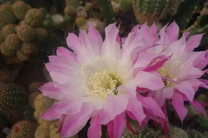 100种仙人球开花图鉴，平时丑丑的它们，开起花来，惊艳