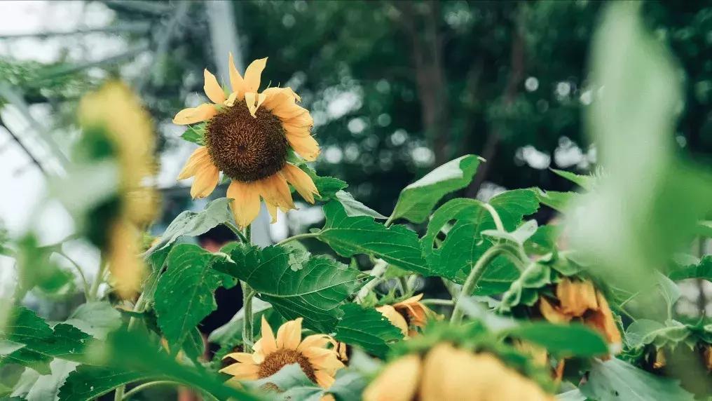 下一个松岗,这里是深圳宝安