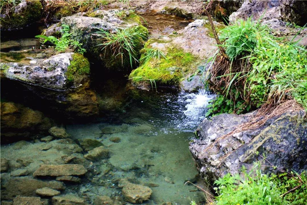 水蛭在人体吸血有毒吗,水蛭被吃进肚子里会存活吗