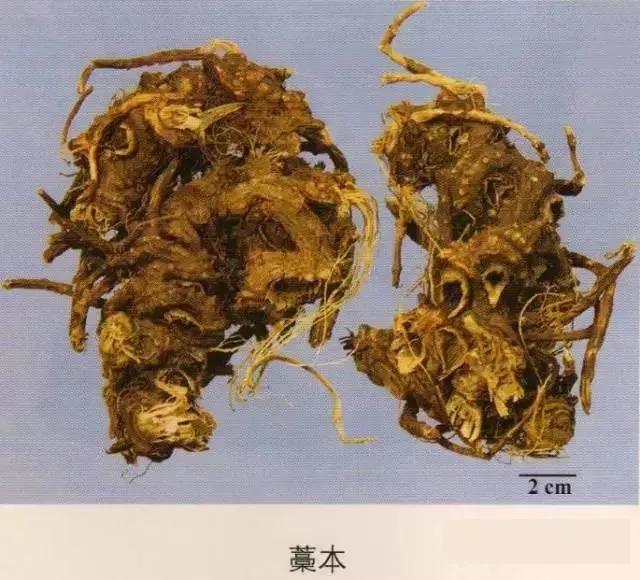 中药材图片大全大图带药名,200多味中药材图谱带图