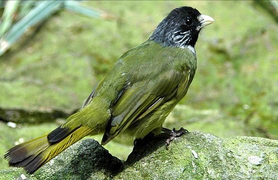 广东常见鸟类图谱和名称图文,东江揽胜鸟类