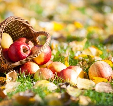 苹果树掉枝怎么处理,苹果树掉锯末是怎么回事