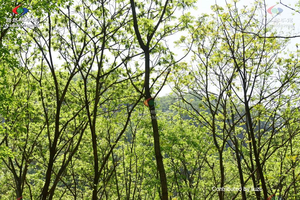 北方常见的楸花类树种,北方常用绿化植物