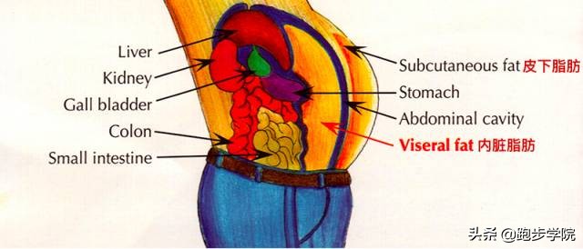 最快减掉腰腹赘肉,如何甩掉最难减的侧腰赘肉看这里