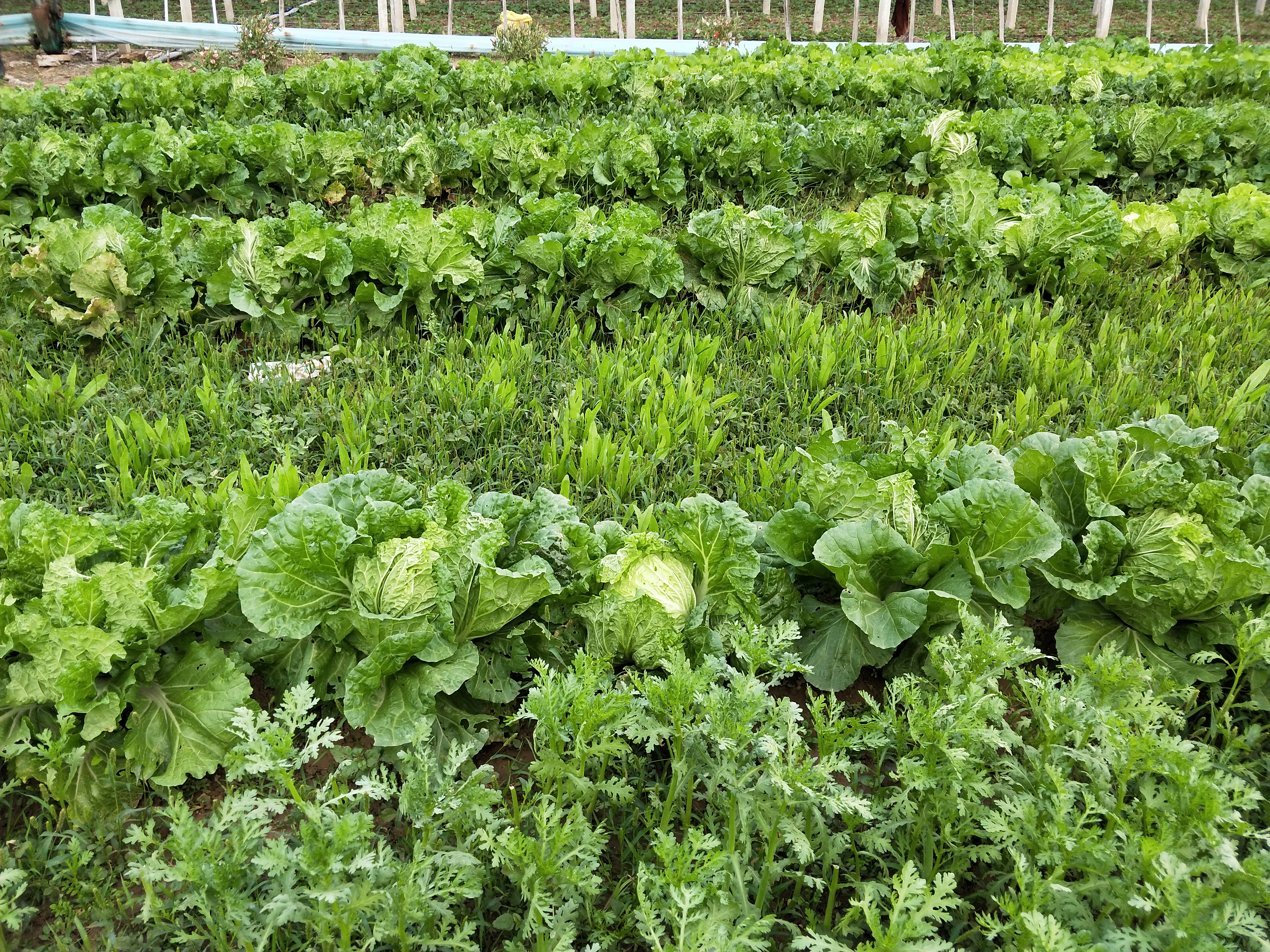 如何消灭土壤里的所有害虫,不用喷药怎么消灭菜园里的害虫