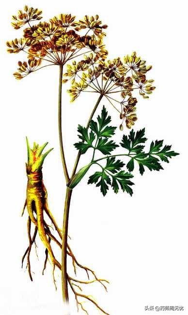 话说中药当归,白话中药400味讲解