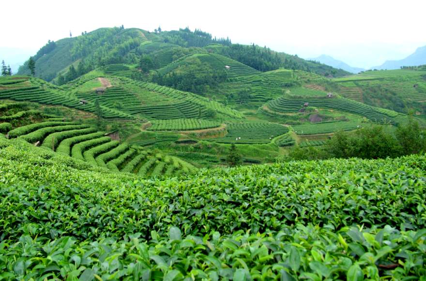 茶叶种植的前景如何,汉中种植茶叶有前景吗