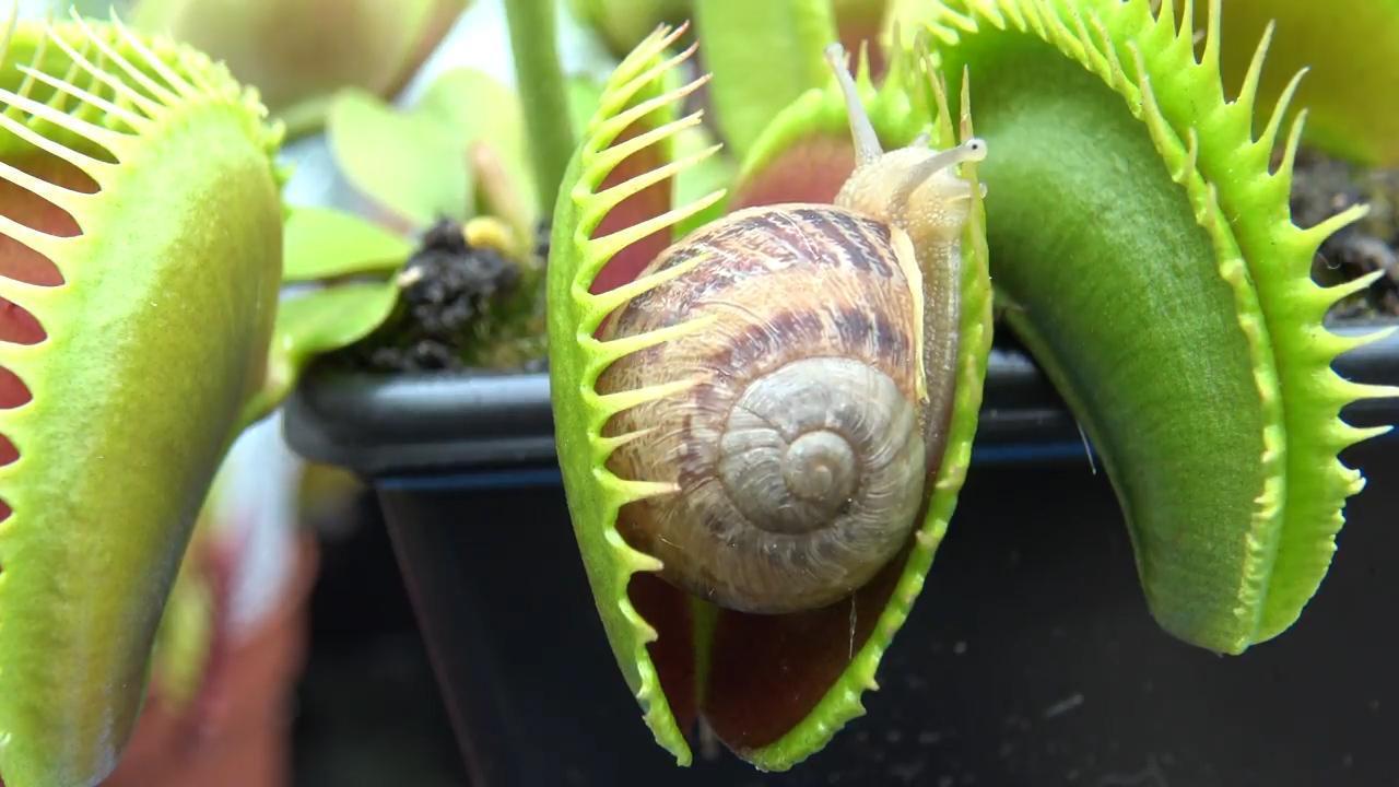 各种食虫植物的特点,不一样的食虫植物