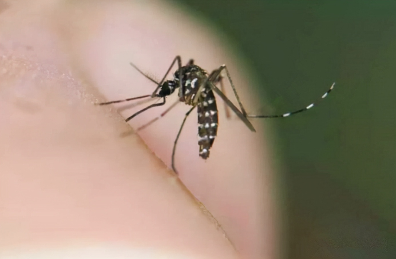 蚊子更喜欢叮咬什么血型的人,蚊子叮咬与人的什么有关