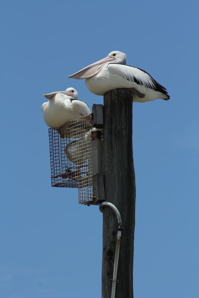 鹈鹕的网红之路：万物皆可吞,万物皆可吞的鹈鹕