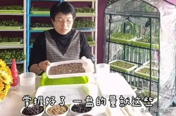 不用土就能发芽的种子,怎样自学无土种植芽苗菜