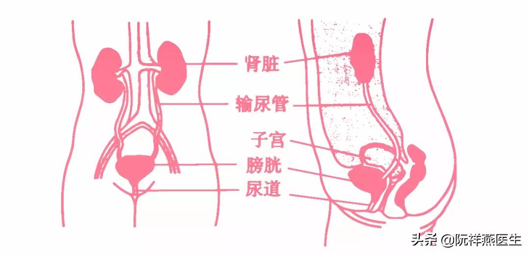 女人绝经时尿道易感染吗,绝经后反复泌尿系感染咋办啊