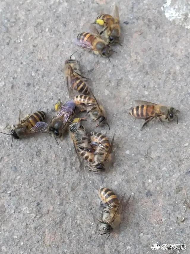 蜜蜂有哪些病虫害如何防治,蜜蜂病虫害防治教程