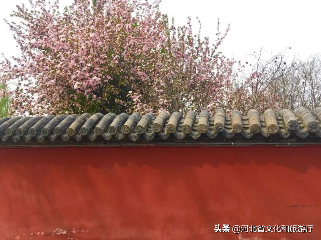 什么魅力?让一场黄粱梦穿越千年