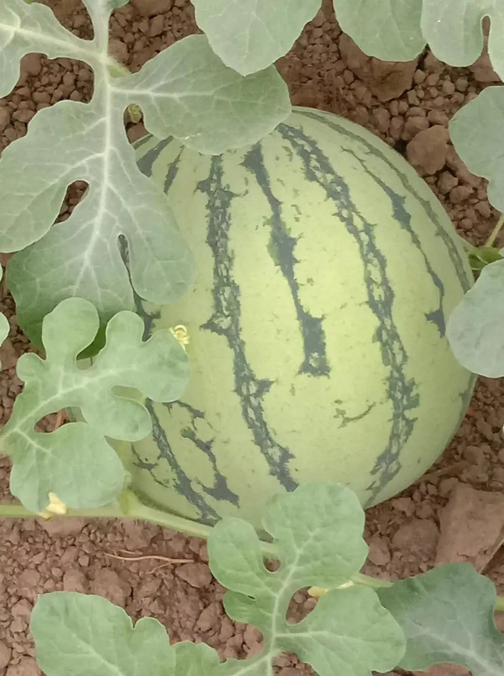 江阴附近生态园葡萄采摘,江阴申港采摘园