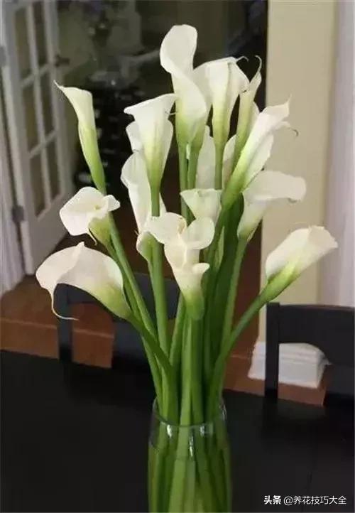 马蹄莲叶子发黄？教你几招黄叶变绿叶