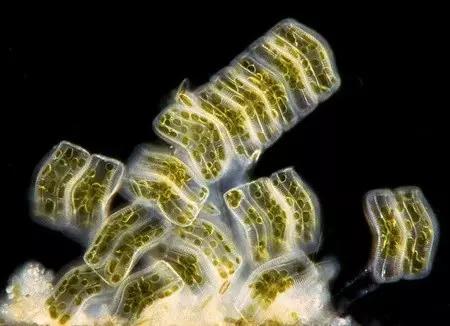 鱼类水产养殖需要哪些藻类,水产养殖显微镜下各种藻类