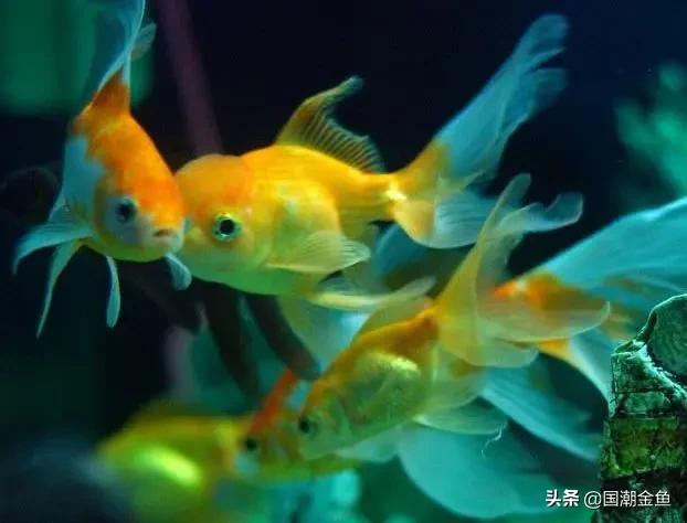 养鱼七律,养鱼七言诗