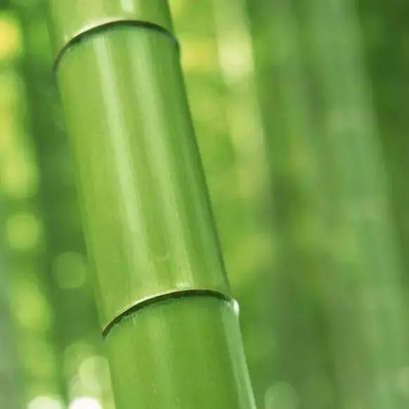 绿化行业的苗木术语大全,绿化苗木的专用术语