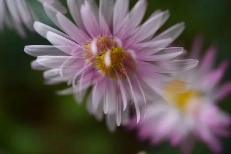 春天开的菊花类花卉大全,春季开花的波斯菊花
