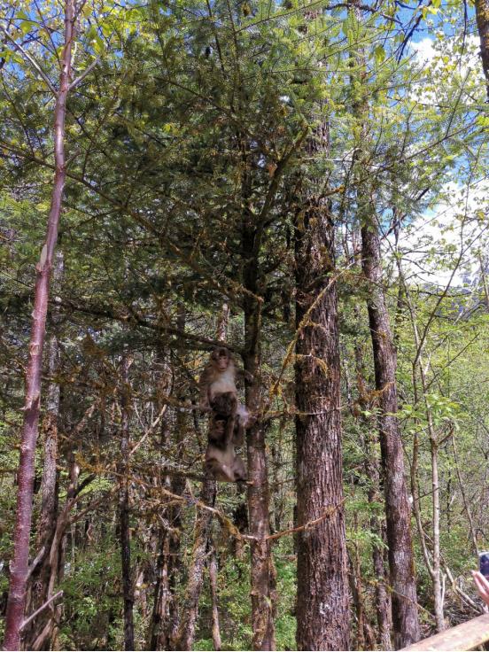 海螺沟燕子沟四日游,海螺沟燕子沟风景区