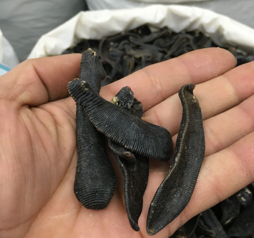 水蛭在人体吸血有毒吗,水蛭被吃进肚子里会存活吗