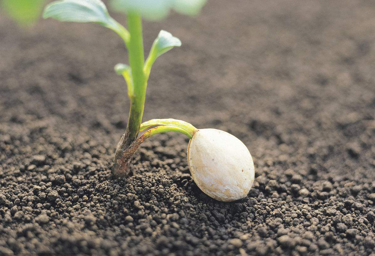 汉字说：“萌”和“芽”的区别是什么？