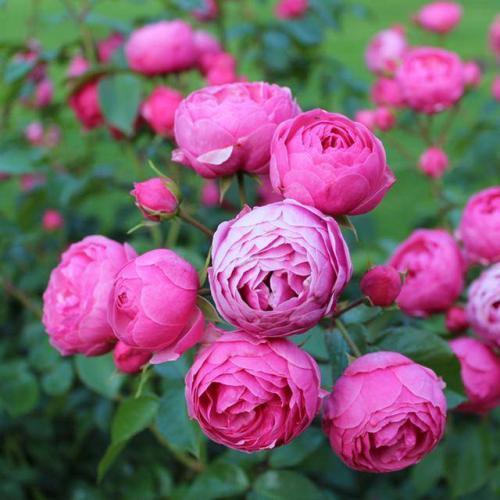 藤本月季修剪开花枝,藤本月季怎么爬墙修剪