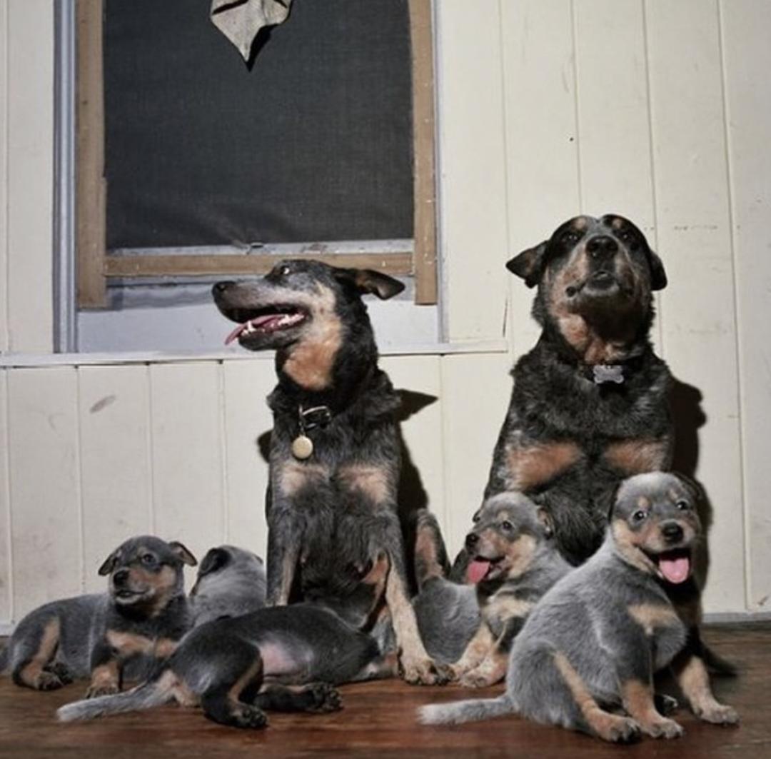 萌犬犬种,萌犬二十种名称