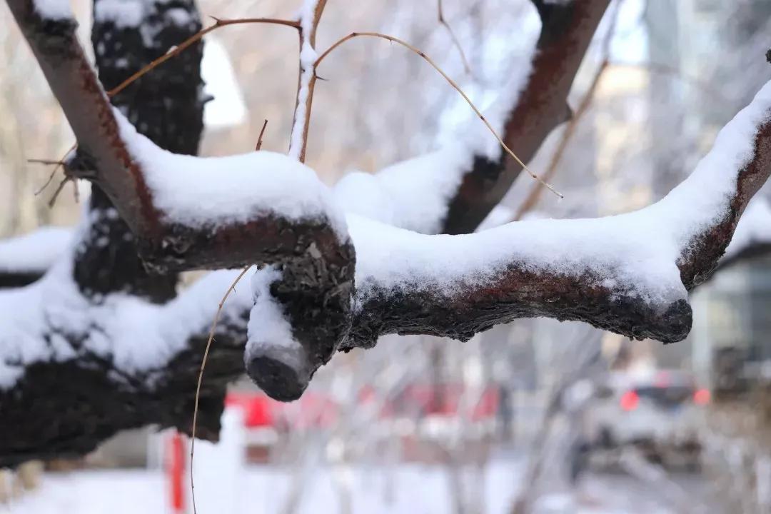 天津市高级中等学校,天津市锐华高级中学
