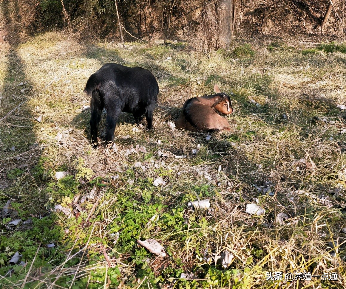 养羊创业代养模式,在农村养羊如何年入百万