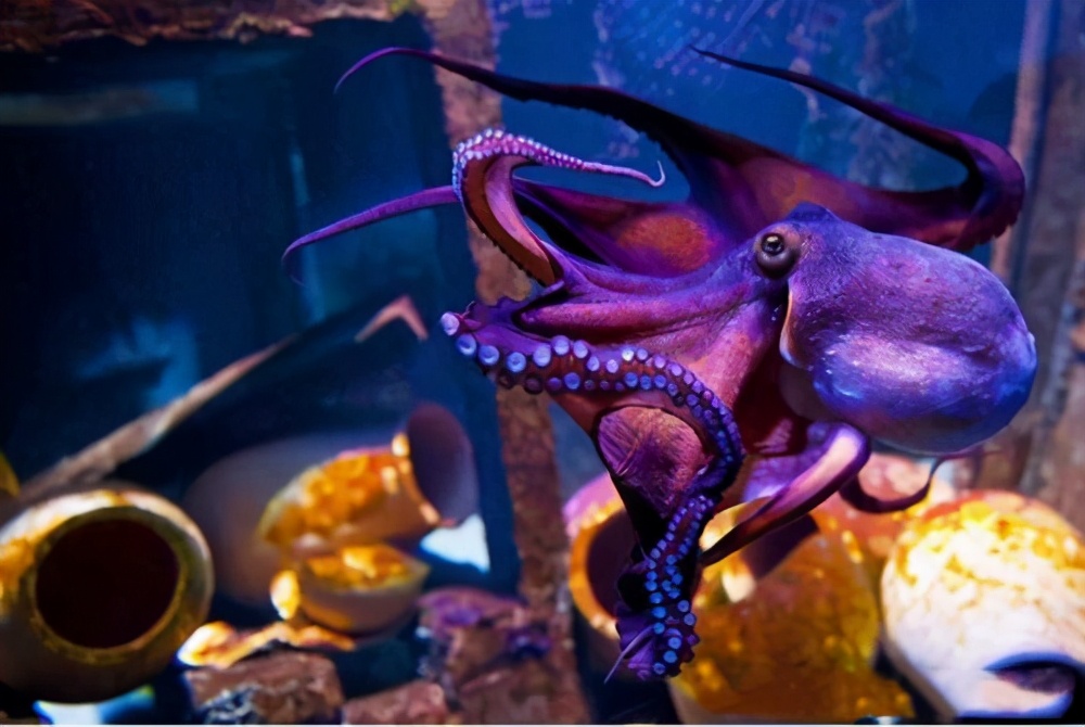 章鱼到底是章鱼还是外星人,为什么章鱼连科学家都解释不了