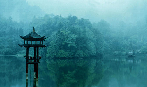 云南野水仙花,云南野的水仙花