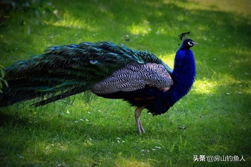 孔雀羽毛浮漂做法,孔雀羽浮漂都是真的吗