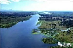 三湖鱼简介,三湖鱼是哪些湖的